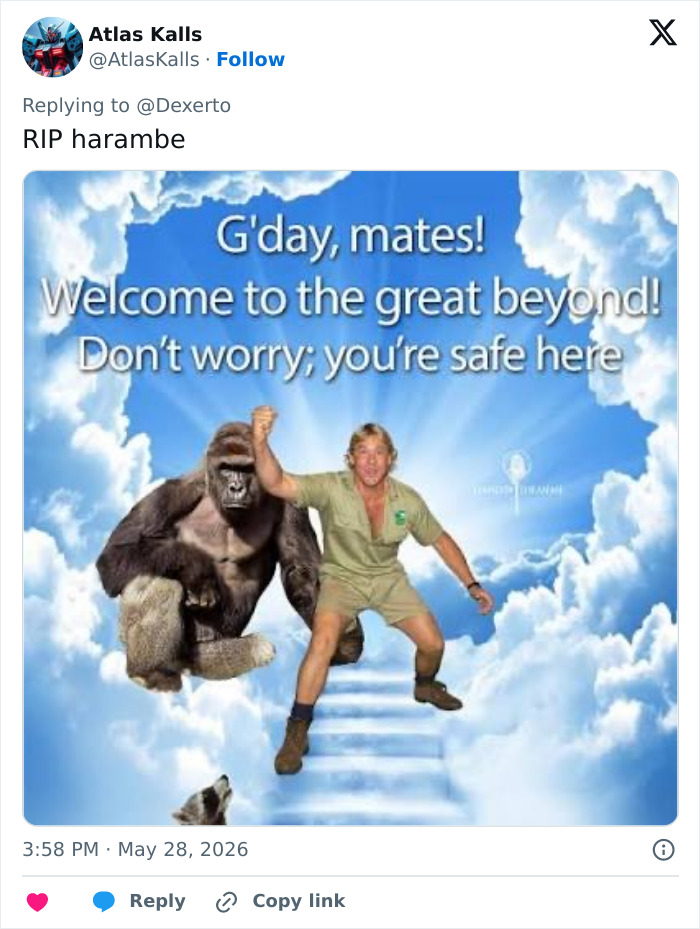 Let's Remember Harambe: The Gorilla Who Took Over the Internet
