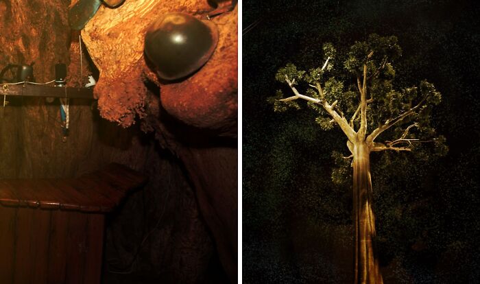 Level 23 — "Giant Creepy Forest"
