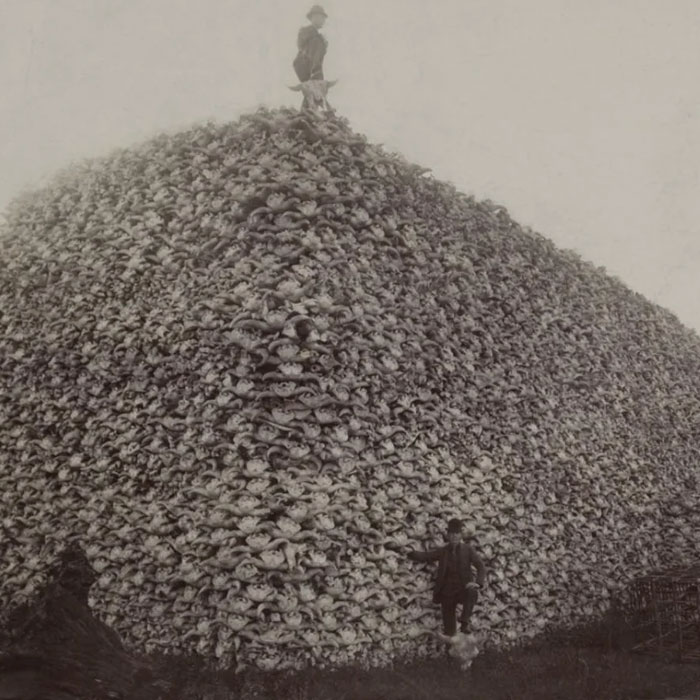 USA: Bison Skulls Galore