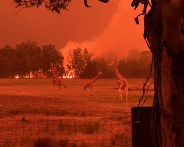 Australia’s Mega Bushfires (2019-2020)
