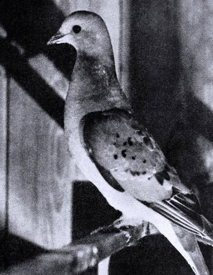 USA Lost Birds Tragedy