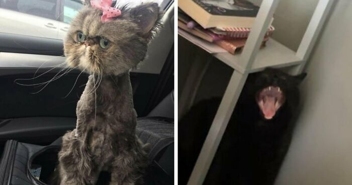 Wait, They Actually Took These? The Funniest Worst Cat Pics You’ll Ever See
