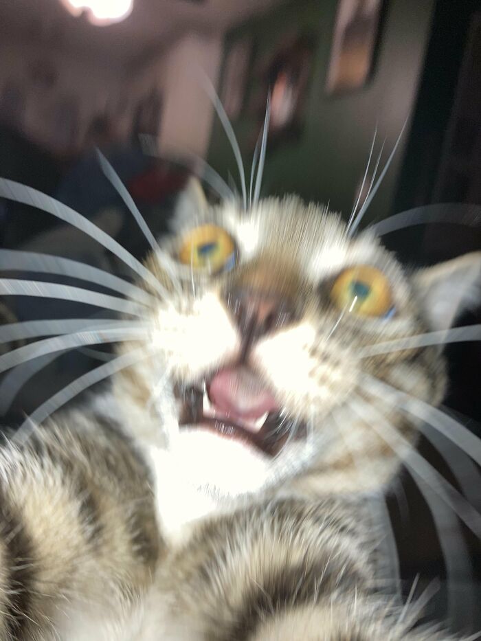 Wait, They Actually Took These? The Funniest Worst Cat Pics You'll Ever See