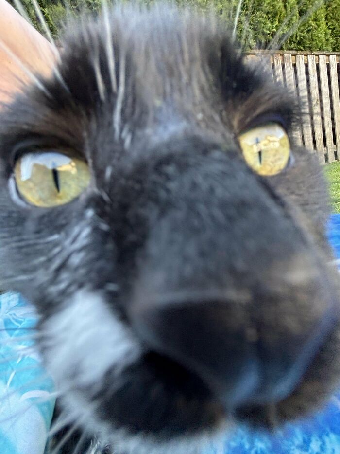 Wait, They Actually Took These? The Funniest Worst Cat Pics You'll Ever See