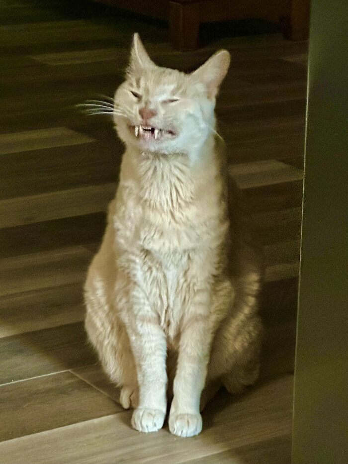 Wait, They Actually Took These? The Funniest Worst Cat Pics You'll Ever See