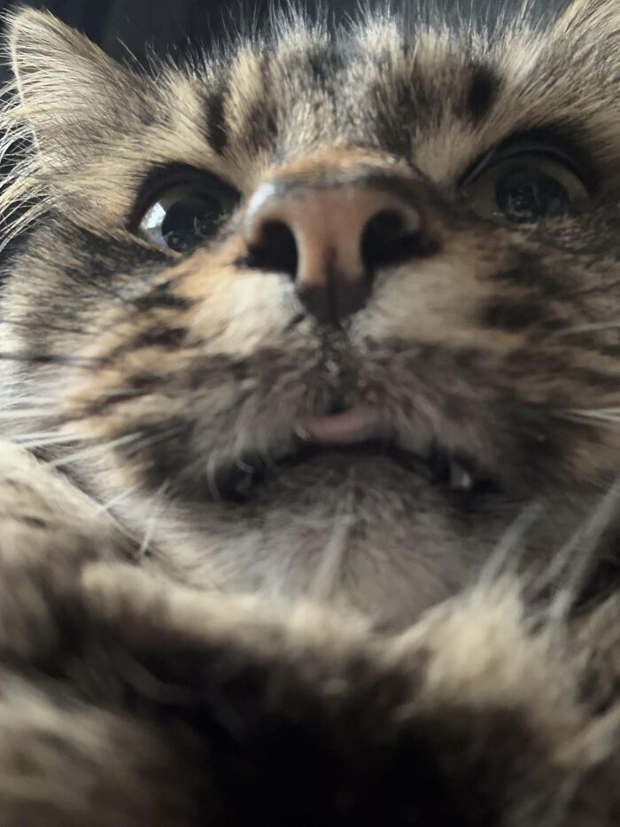 Wait, They Actually Took These? The Funniest Worst Cat Pics You'll Ever See