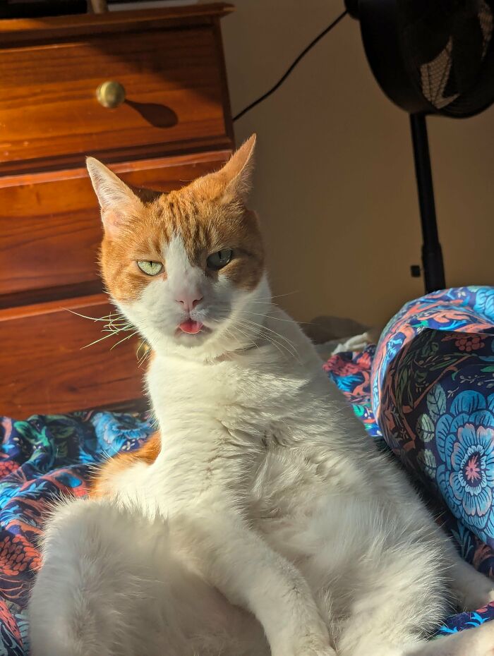 Wait, They Actually Took These? The Funniest Worst Cat Pics You'll Ever See