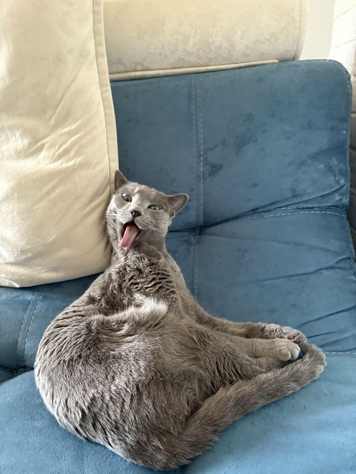 Wait, They Actually Took These? The Funniest Worst Cat Pics You'll Ever See
