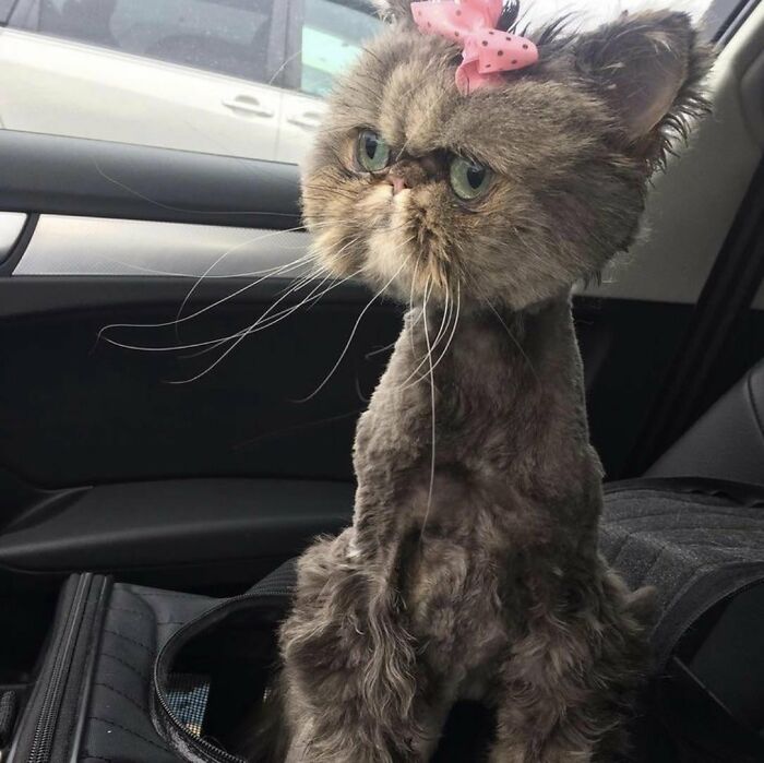 Wait, They Actually Took These? The Funniest Worst Cat Pics You'll Ever See