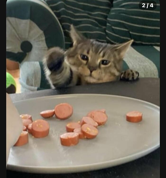 Wait, They Actually Took These? The Funniest Worst Cat Pics You'll Ever See