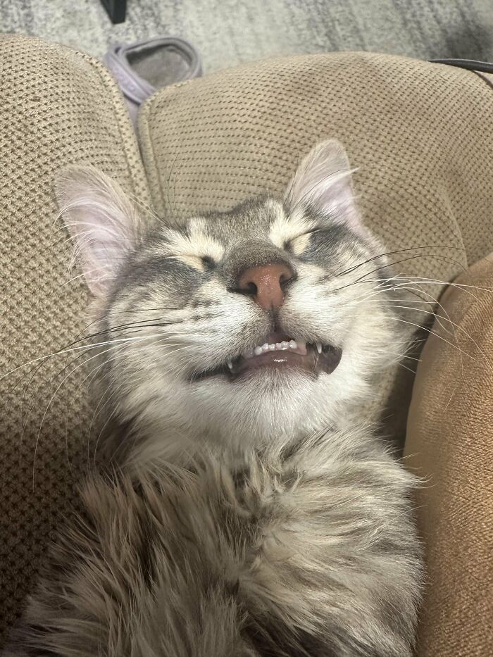 Wait, They Actually Took These? The Funniest Worst Cat Pics You'll Ever See