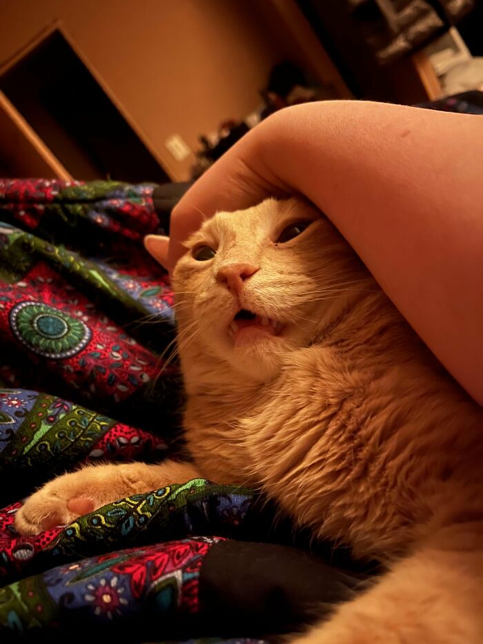 Wait, They Actually Took These? The Funniest Worst Cat Pics You'll Ever See