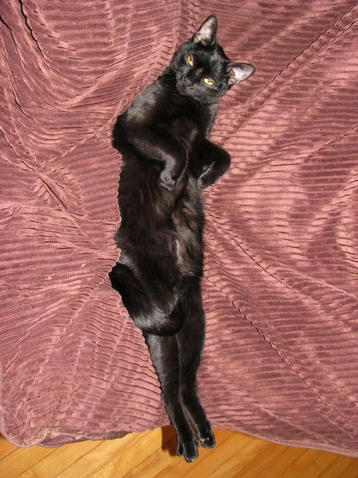 Wait, They Actually Took These? The Funniest Worst Cat Pics You'll Ever See
