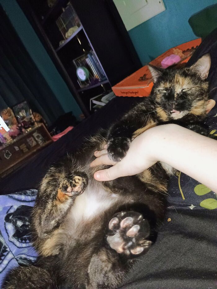 Wait, They Actually Took These? The Funniest Worst Cat Pics You'll Ever See