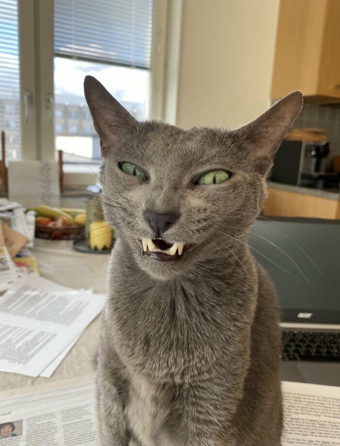 Wait, They Actually Took These? The Funniest Worst Cat Pics You'll Ever See