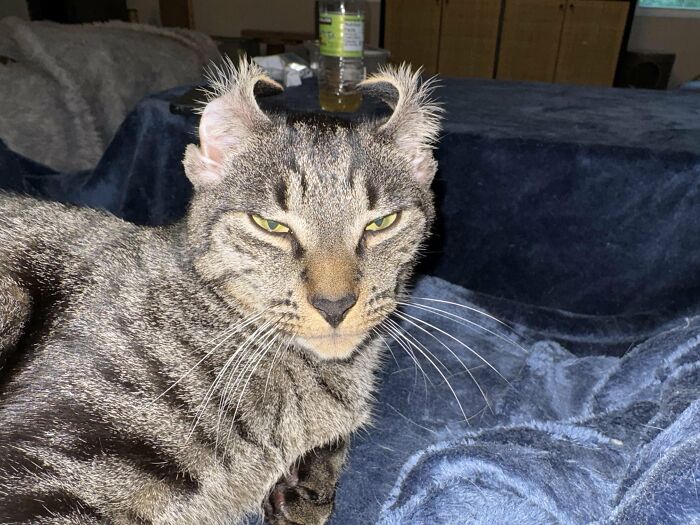 Wait, They Actually Took These? The Funniest Worst Cat Pics You'll Ever See