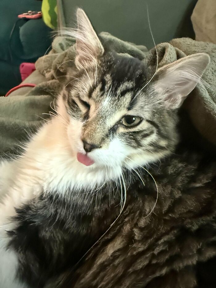 Wait, They Actually Took These? The Funniest Worst Cat Pics You'll Ever See