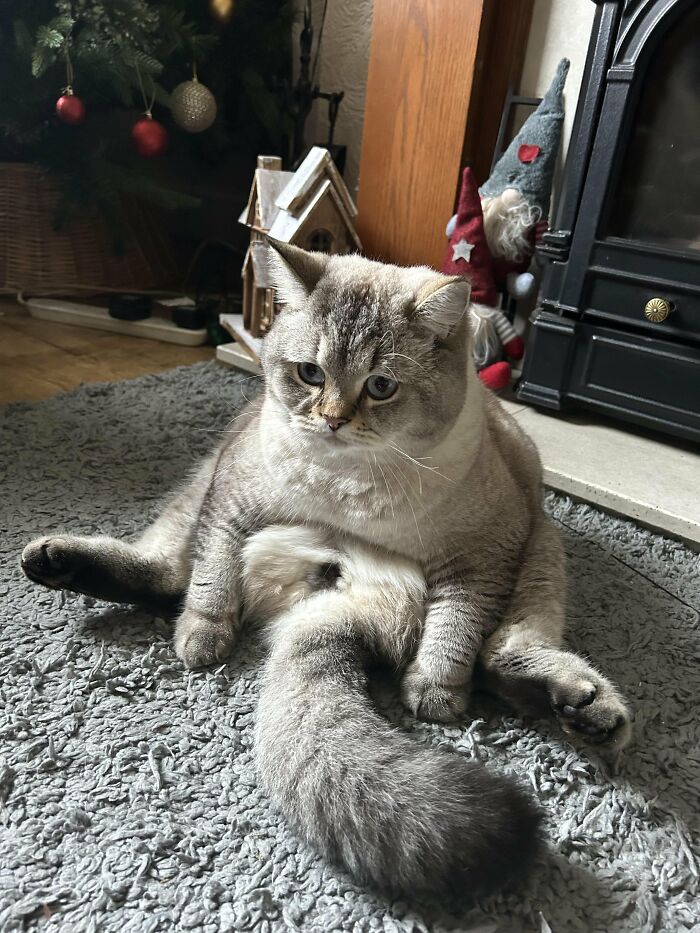 Wait, They Actually Took These? The Funniest Worst Cat Pics You'll Ever See