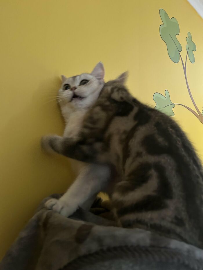 Wait, They Actually Took These? The Funniest Worst Cat Pics You'll Ever See