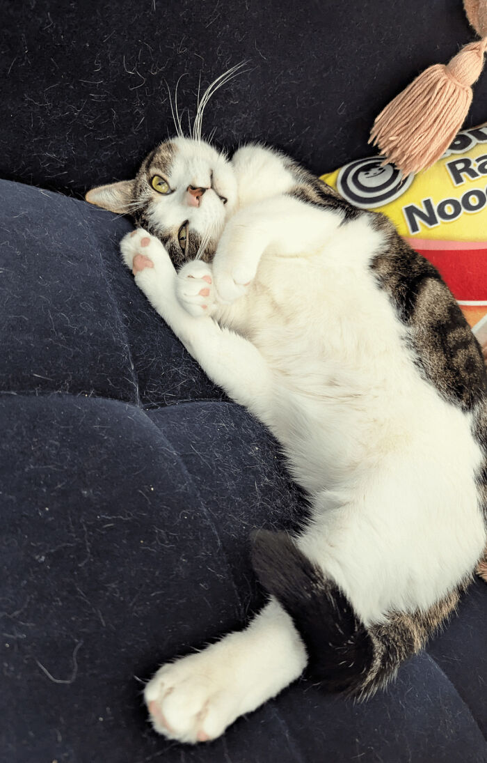 Wait, They Actually Took These? The Funniest Worst Cat Pics You'll Ever See