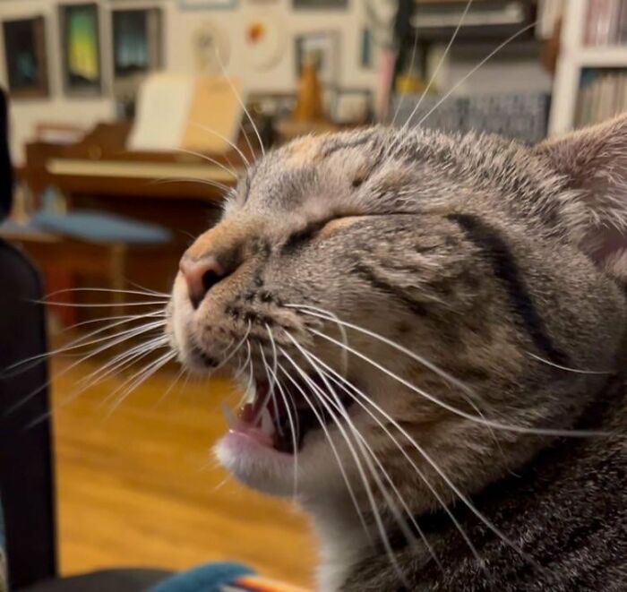 Wait, They Actually Took These? The Funniest Worst Cat Pics You'll Ever See