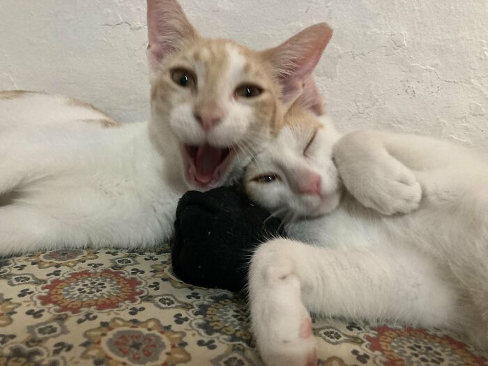 Wait, They Actually Took These? The Funniest Worst Cat Pics You'll Ever See
