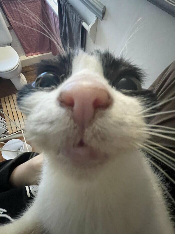 Wait, They Actually Took These? The Funniest Worst Cat Pics You'll Ever See