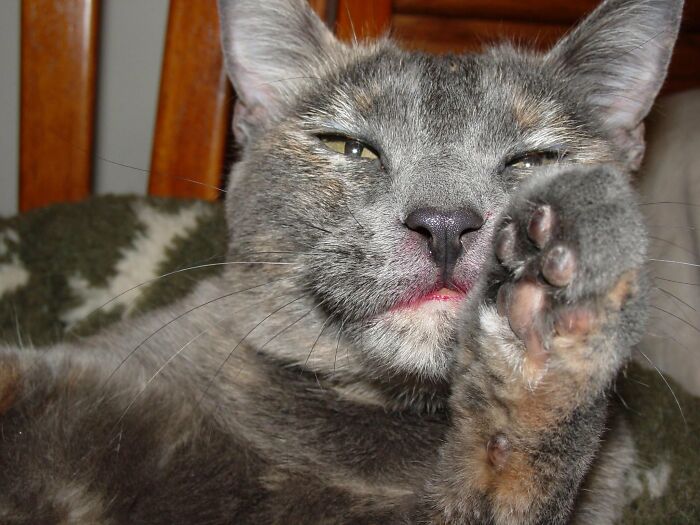 Wait, They Actually Took These? The Funniest Worst Cat Pics You'll Ever See