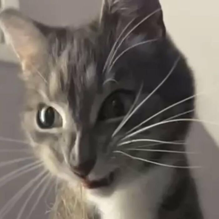 Wait, They Actually Took These? The Funniest Worst Cat Pics You'll Ever See