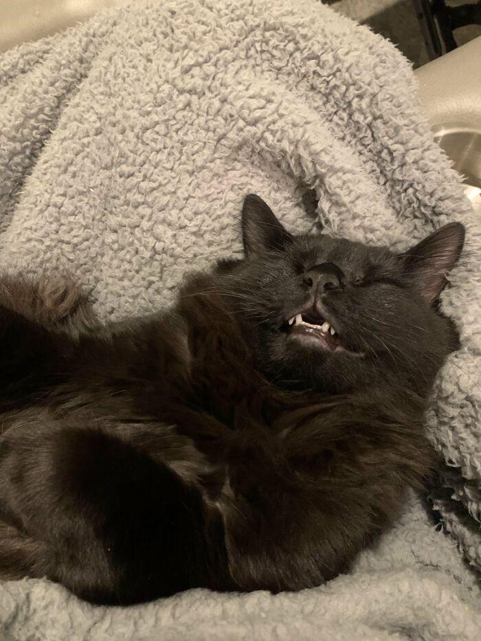 Wait, They Actually Took These? The Funniest Worst Cat Pics You'll Ever See
