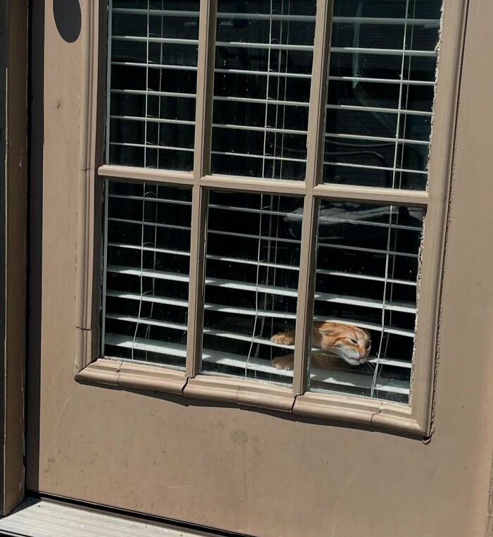 Wait, They Actually Took These? The Funniest Worst Cat Pics You'll Ever See