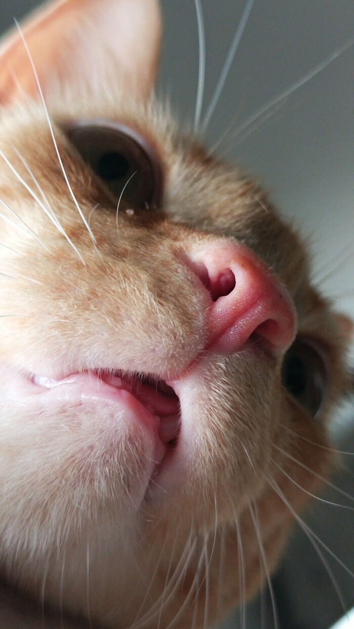 Wait, They Actually Took These? The Funniest Worst Cat Pics You'll Ever See