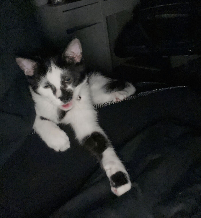 Wait, They Actually Took These? The Funniest Worst Cat Pics You'll Ever See