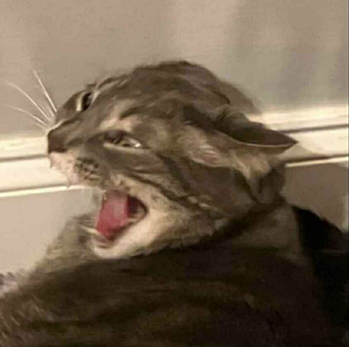 Wait, They Actually Took These? The Funniest Worst Cat Pics You'll Ever See