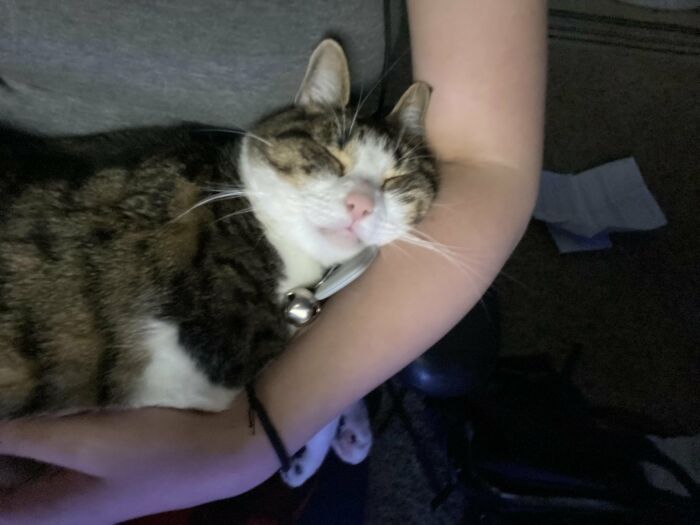 Wait, They Actually Took These? The Funniest Worst Cat Pics You'll Ever See