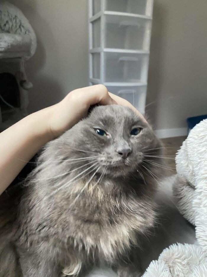 Wait, They Actually Took These? The Funniest Worst Cat Pics You'll Ever See