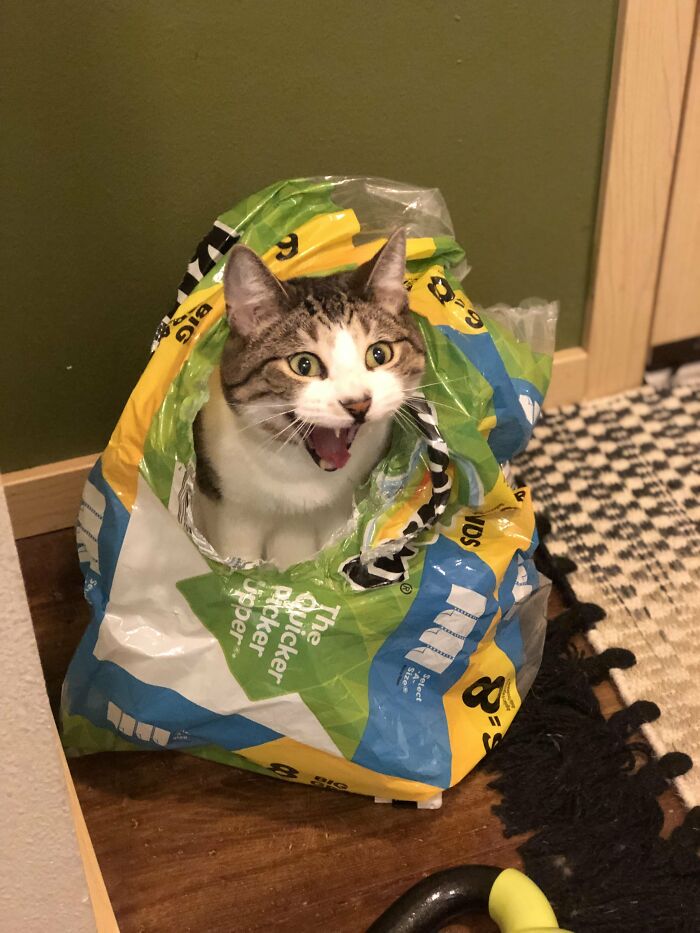 Wait, They Actually Took These? The Funniest Worst Cat Pics You'll Ever See