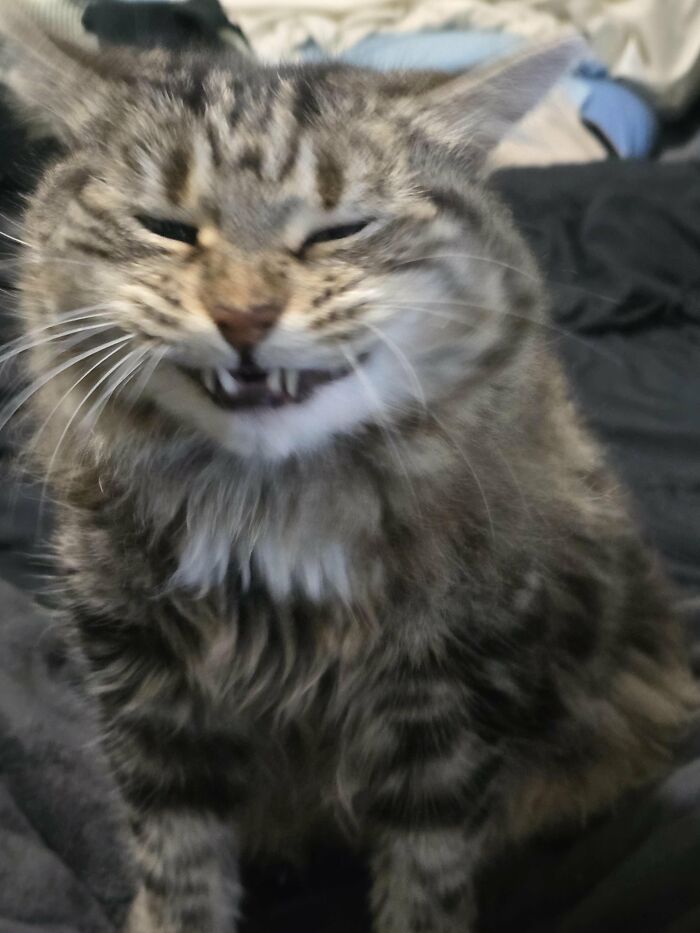 Wait, They Actually Took These? The Funniest Worst Cat Pics You'll Ever See