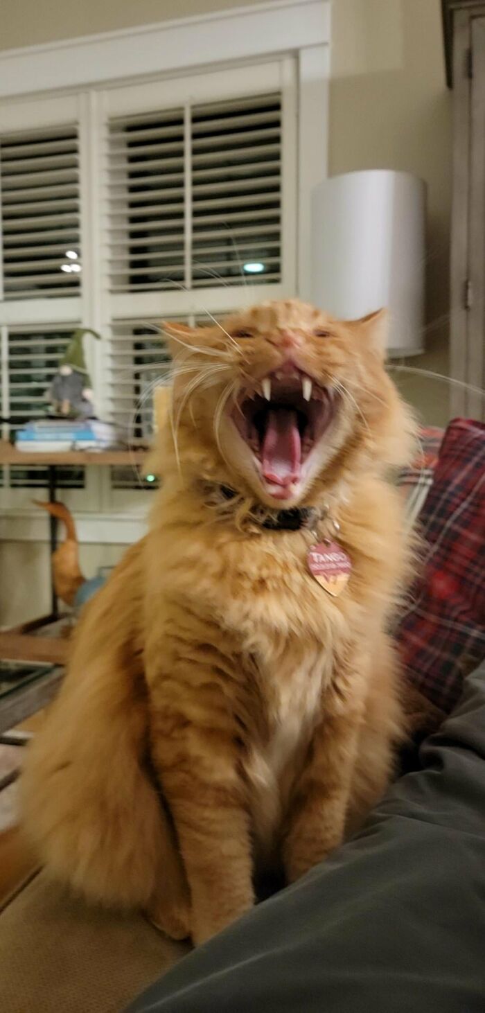 Wait, They Actually Took These? The Funniest Worst Cat Pics You'll Ever See