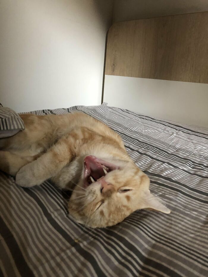 Wait, They Actually Took These? The Funniest Worst Cat Pics You'll Ever See