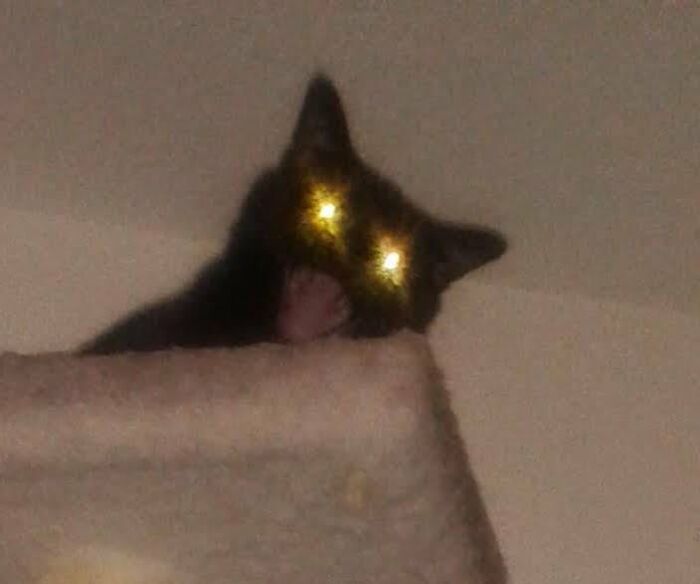 Wait, They Actually Took These? The Funniest Worst Cat Pics You'll Ever See