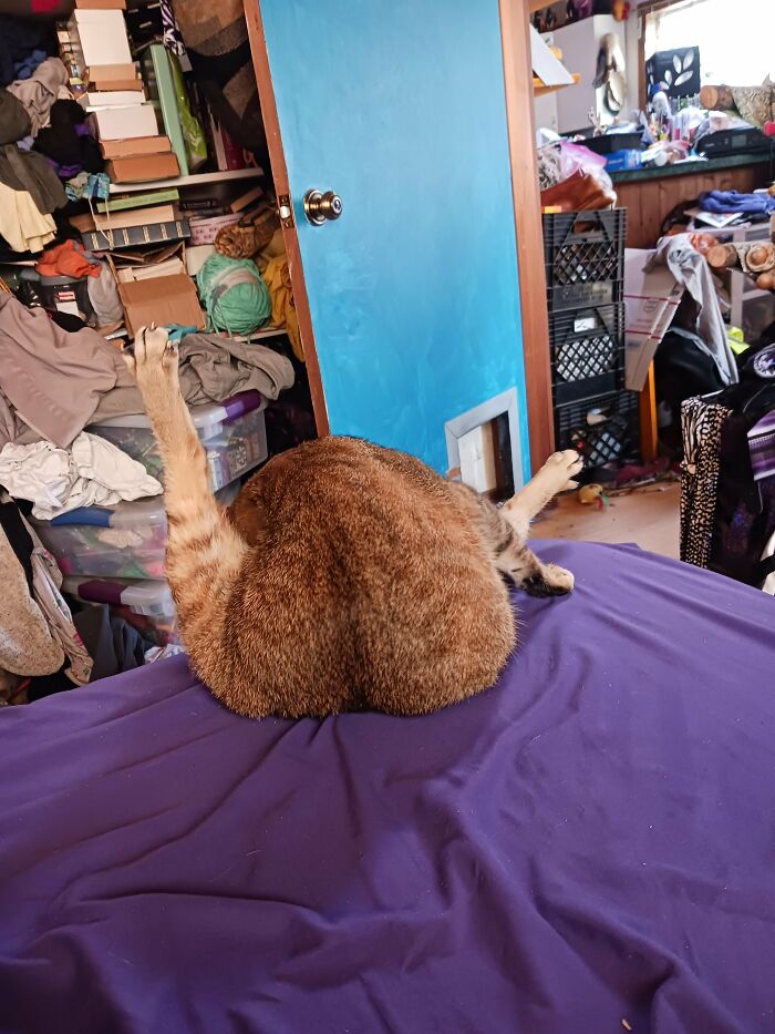 Wait, They Actually Took These? The Funniest Worst Cat Pics You'll Ever See