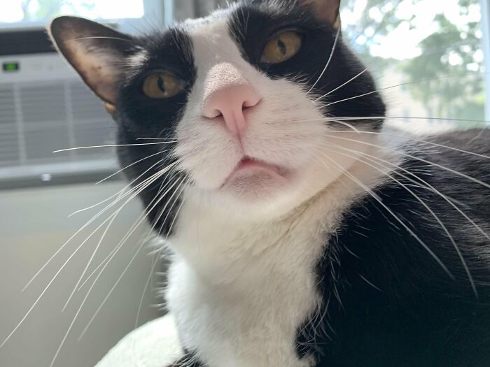 Wait, They Actually Took These? The Funniest Worst Cat Pics You'll Ever See