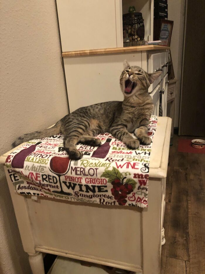 Wait, They Actually Took These? The Funniest Worst Cat Pics You'll Ever See