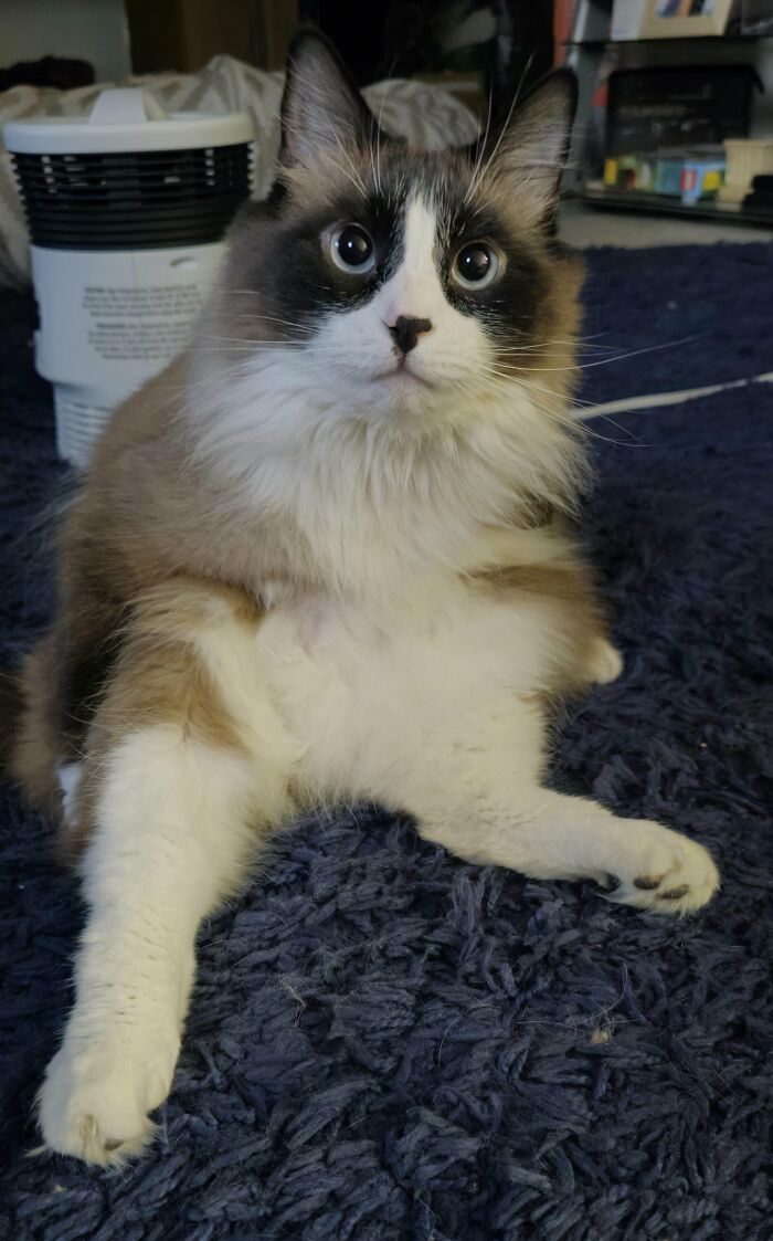 Wait, They Actually Took These? The Funniest Worst Cat Pics You'll Ever See