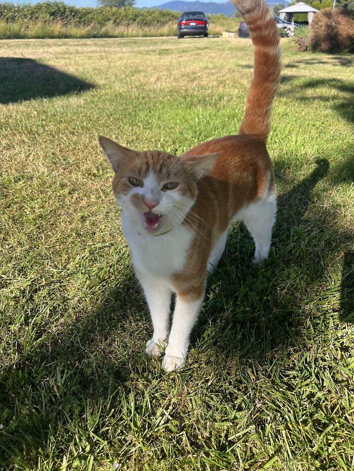 Wait, They Actually Took These? The Funniest Worst Cat Pics You'll Ever See