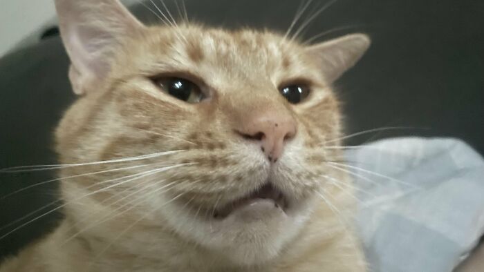 Wait, They Actually Took These? The Funniest Worst Cat Pics You'll Ever See