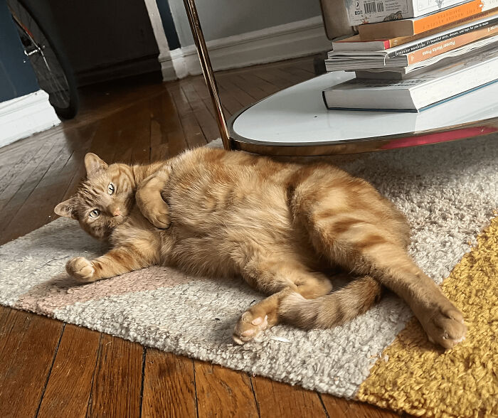 Wait, They Actually Took These? The Funniest Worst Cat Pics You'll Ever See