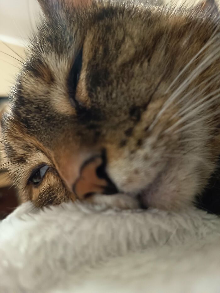 Wait, They Actually Took These? The Funniest Worst Cat Pics You'll Ever See