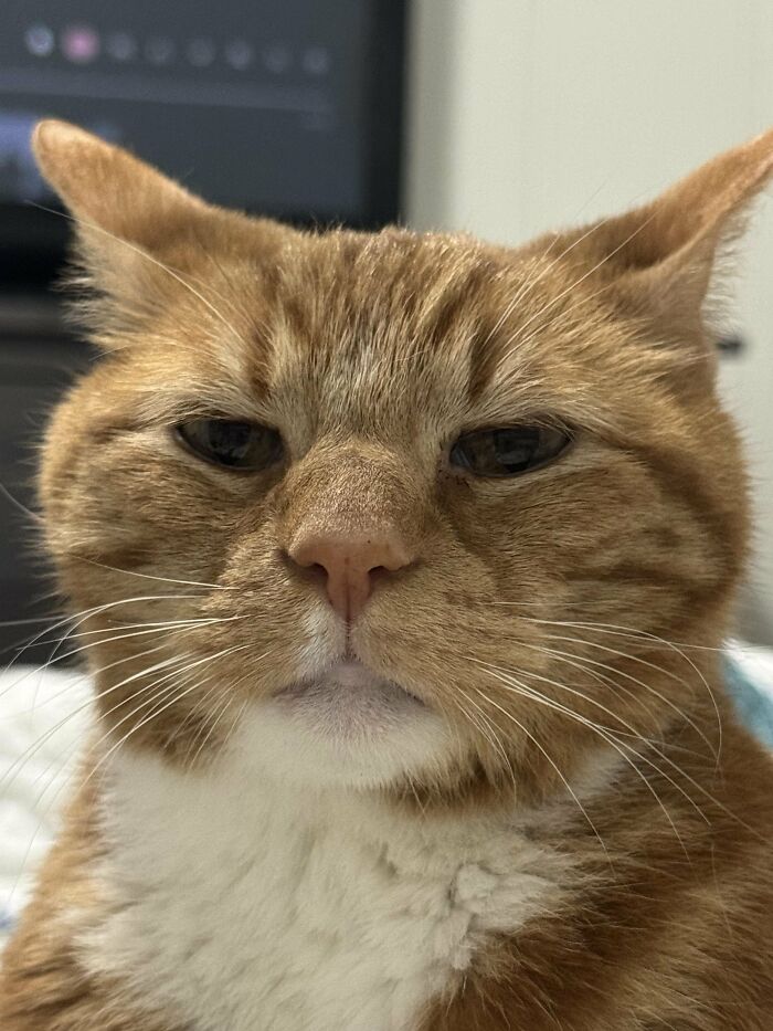 Wait, They Actually Took These? The Funniest Worst Cat Pics You'll Ever See